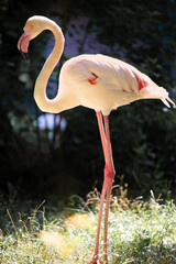 Flamingos outdoors in the sun
