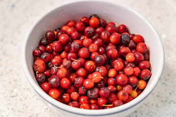 Vaccinium reticulatum furit, known as ʻōhelo ʻai in Hawaiian, is a species of flowering plant in the heather family, Ericaceae, that is endemic to Hawaii. Mauna Loa Observatory Road, Big Island