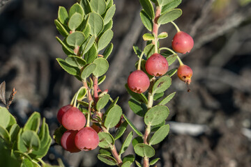 Vaccinium reticulatum furit, known as ʻōhelo ʻai in Hawaiian, is a species of flowering plant in the heather family, Ericaceae, that is endemic to Hawaii. Mauna Loa Observatory Road, Big Island