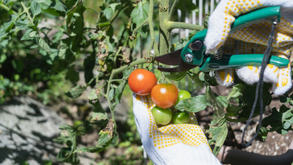 家庭菜園で実るミニトマト 収穫イメージ