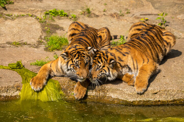 two tiger cubs playing on the bank of a stream