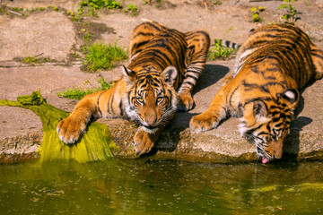 Naklejka premium two tiger cubs playing on the bank of a stream