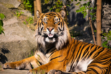 portrait of a cheerful tiger yawns, sneezes and opens its mouth and sticks out its tongue