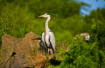 great blue heron sitting on a stone close-up looking at the camera