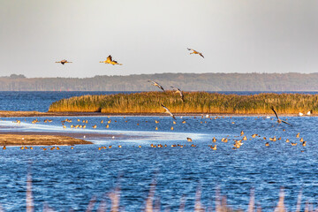 Zum Schlafplatz einfliegende Kraniche an der Insel Oie am Bodden vor Zingst an der Ostsee.