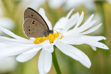 Butterfly eyed beggar on a daisy.