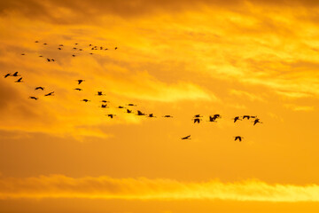 Fliegende Kraniche zum Sonnenaufgang am Bodden vor Zingst an der Ostsee.