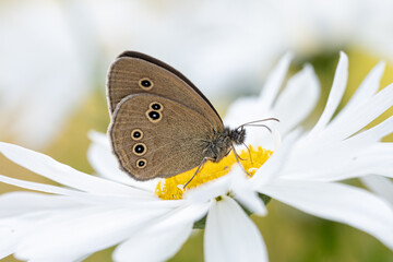 Butterfly eyed beggar on a daisy.