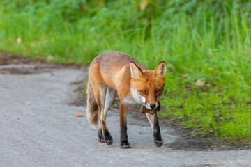 Strandfuchs Paula mit Beute auf einer Wiese bei Zingst an der Ostsee.