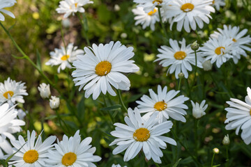 Obraz na płótnie Canvas White daisy flowers outdoors in nature.