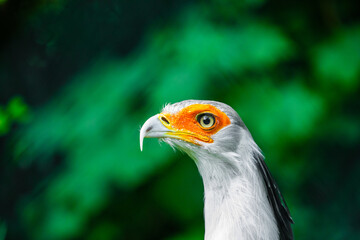 Portrait fascinating Secretary large predatory bird mostly stays on ground. closeup eyelashes