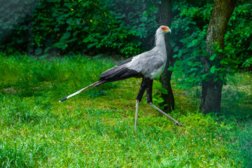 Portrait fascinating Secretary large predatory bird mostly stays on ground. closeup eyelashes