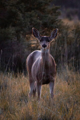 Black-Tailed Deer at Quarry Lakes