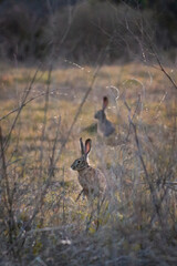 Obraz na płótnie Canvas Cottontail Rabbits at Quarry Lakes