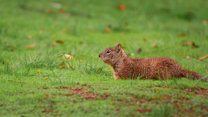 Fox Squirrel at Coyote Hills Regional Park