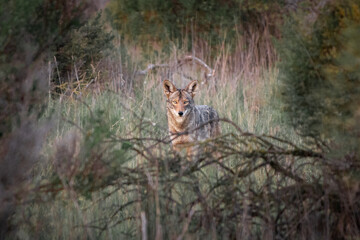 Coyote at Quarry Lakes