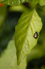 Japenese Beetle on a Basil leaf