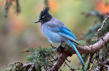 Stellar Jay in the Rocky Mountains