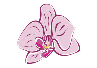 Pink Phalaenopsis Orchid, Stylized Vector Asset