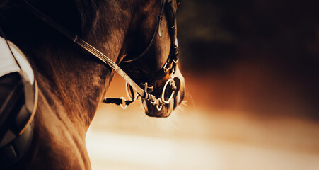 A horse with a rider in the saddle and a bridle on its muzzle. Equestrian sports and horse riding. - Powered by Adobe