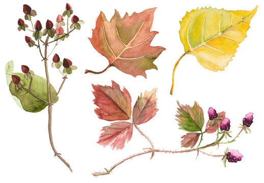 Abstract watercolor collection of autumn leaves. Hand drawn nature design elements isolated on white background.