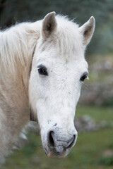 Obraz na płótnie Canvas white horse in the garden. Funny animals in nature