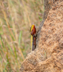 Closeup shot of a peninsular rock agama climbing a Rock.
