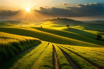 Sunrise in the field on top of a hill