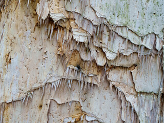 Closeup view of the textured bark of a Melaleuca tree, commonly known as a paper bark tree, native...