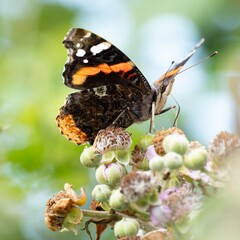 Red admiral butterfly probing wild flowers
