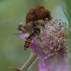 Hoverfly feeding on nectar