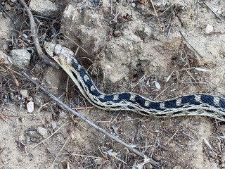Pacific Gopher Snake moving through under brush at Santa Susana Pass State Historic Park in Southern California.