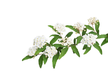 コデマリ　4月撮影