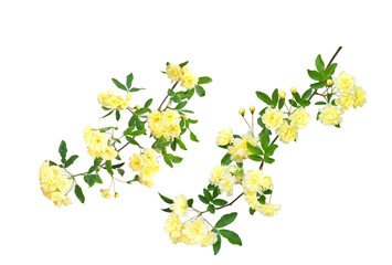 バラ（モッコウバラ）4月撮影