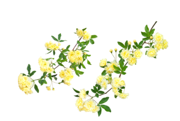 バラ（モッコウバラ）4月撮影