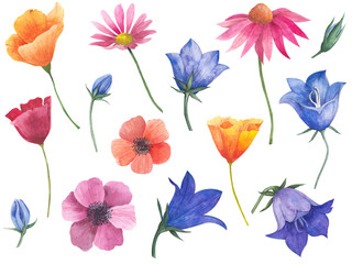 Large set of watercolor illustrations of flowers, California poppy, bluebell buds, anemones, cosmea flower, echinacea. Isolated botanical elements, buds and blooming plants.