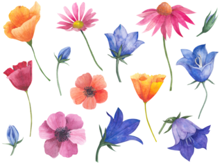 Large set of watercolor illustrations of flowers, California poppy, bluebell buds, anemones, cosmea flower, echinacea. Isolated botanical elements, buds and blooming plants.