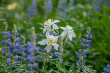 White Columbine and Lupine Bloom In Summer