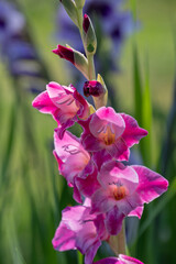 Pink gladiolus flower outside in the garden.