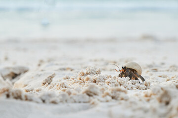 a small hermit crab walking slowly along the beach in the afternoon seaside with blurred blue sea in background