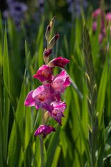 Pink gladiolus flower outside in the garden.