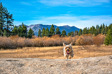 Small Yorkshire Terrier Dog Pet Climbing on Rock in Fall Meadow in South Lake Tahoe, CA