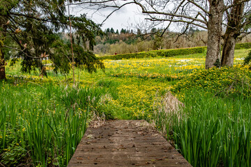 Wooden Trail Leading to Yellow Wildflower Meadow on Overcast Day in Oregon