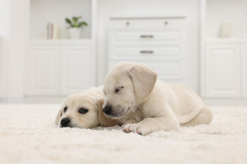 Cute little puppies lying on white carpet at home