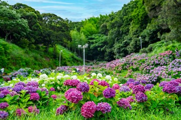 愛知県蒲郡市　アジサイの咲き誇る風景