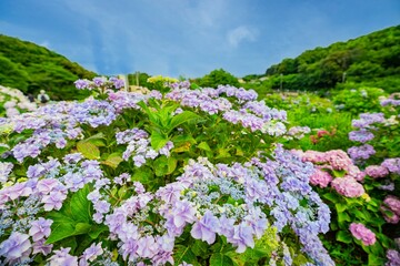 愛知県蒲郡市　アジサイの咲き誇る風景