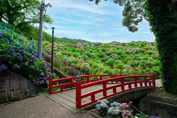 愛知県蒲郡市　アジサイの咲き誇る風景