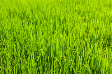 Fototapeta na wymiar Rice close up, India