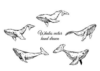 vector hand drawn illustration of whale, Retro, Sketch detailed style line 