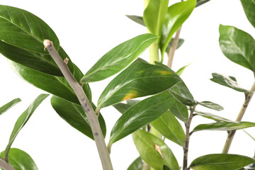 Houseplant with damaged leaves on white background, closeup